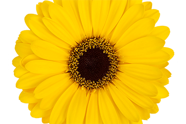 Garvinea-Sweet Vibe - Close up.png